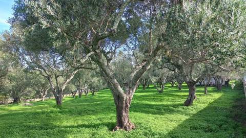 Terreno Rústico  Venda em Loulé (São Clemente),Loulé