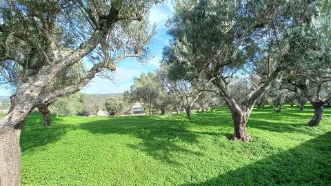Terreno Rústico  Venda em Loulé (São Clemente),Loulé