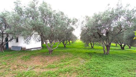 Terreno Rústico  Venda em Loulé (São Clemente),Loulé