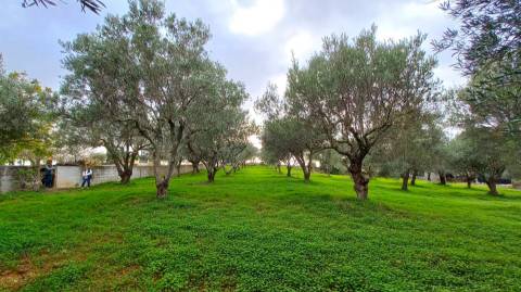 Terreno Rústico  Venda em Loulé (São Clemente),Loulé
