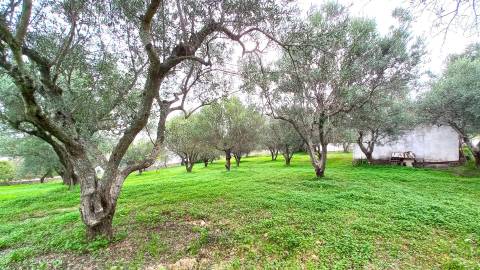 Terreno Rústico  Venda em Loulé (São Clemente),Loulé