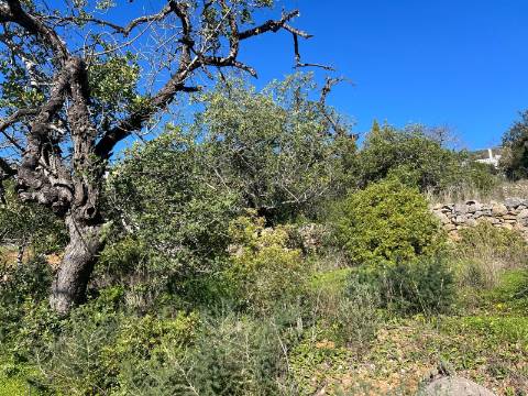 Terreno Para Construção  Venda em Santa Bárbara de Nexe,Faro