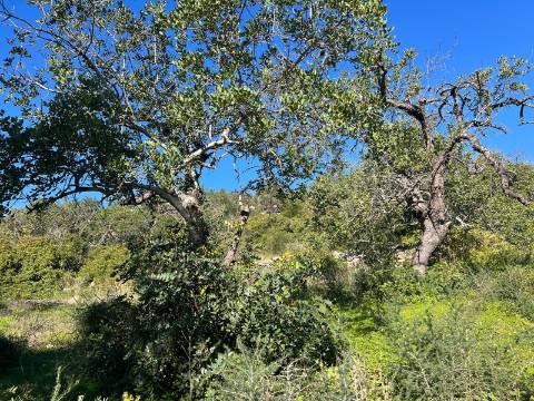 Terreno Para Construção  Venda em Santa Bárbara de Nexe,Faro