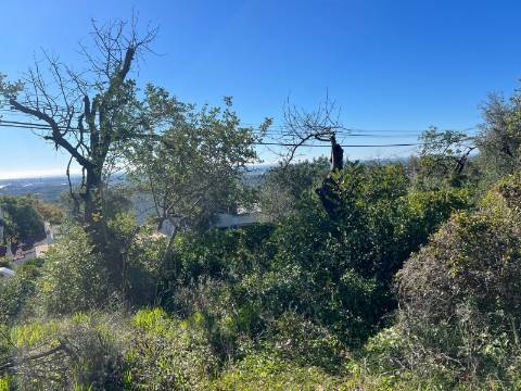 Terreno Para Construção  Venda em Santa Bárbara de Nexe,Faro