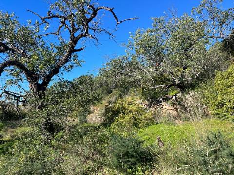 Terreno Para Construção  Venda em Santa Bárbara de Nexe,Faro