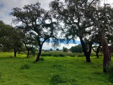 Terreno Rústico  Venda em Almancil,Loulé