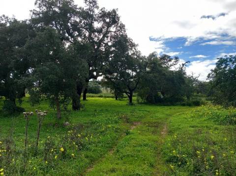 Terreno Rústico  Venda em Almancil,Loulé