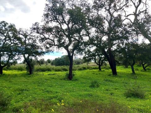 Terreno Rústico  Venda em Almancil,Loulé