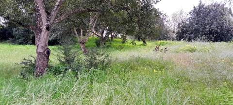 Terreno Rústico  Venda em Boliqueime,Loulé
