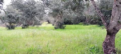 Terreno Rústico  Venda em Boliqueime,Loulé