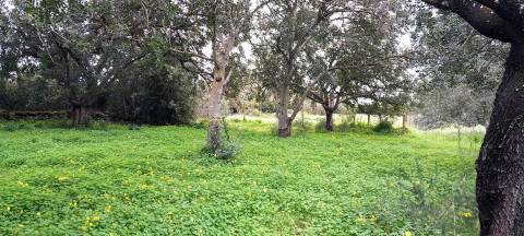 Terreno Rústico  Venda em Boliqueime,Loulé