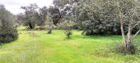 Terreno Rústico  Venda em Boliqueime,Loulé