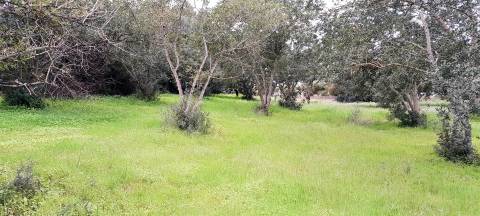 Terreno Rústico  Venda em Boliqueime,Loulé