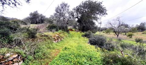 Terreno Rústico  Venda em Boliqueime,Loulé