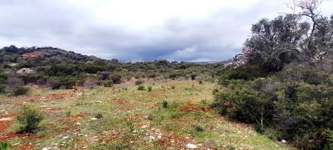 Terreno Rústico  Venda em Boliqueime,Loulé