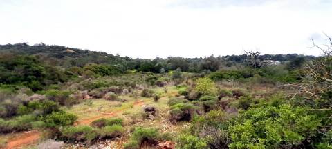 Terreno Rústico  Venda em Boliqueime,Loulé