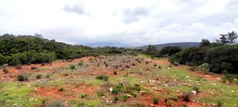 Terreno Rústico  Venda em Boliqueime,Loulé