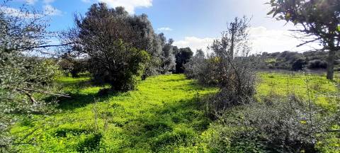 Terreno Rústico  Venda em Boliqueime,Loulé