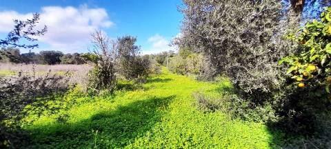 Terreno Rústico  Venda em Boliqueime,Loulé