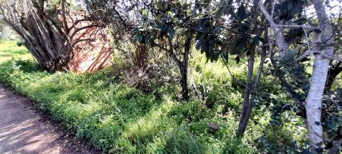 Terreno Rústico  Venda em Boliqueime,Loulé