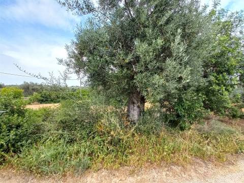 Terreno Rústico  Venda em Loulé (São Clemente),Loulé