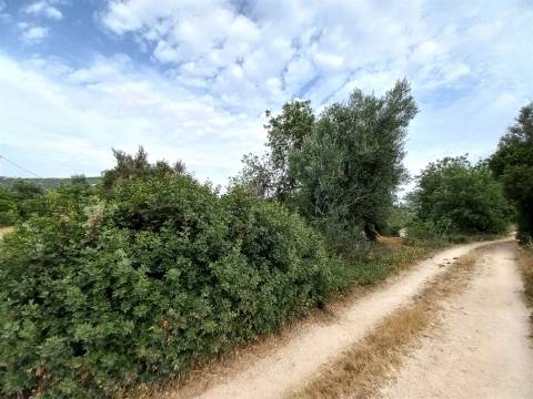 Terreno Rústico  Venda em Loulé (São Clemente),Loulé