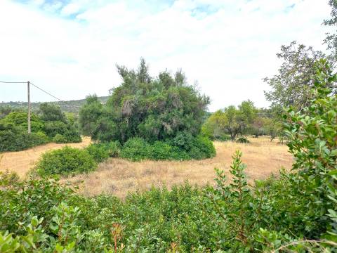 Terreno Rústico  Venda em Loulé (São Clemente),Loulé