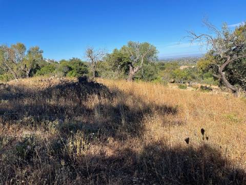 Terreno Rústico  Venda em Loulé (São Sebastião),Loulé