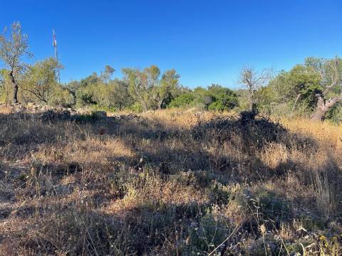 Terreno Rústico  Venda em Loulé (São Sebastião),Loulé