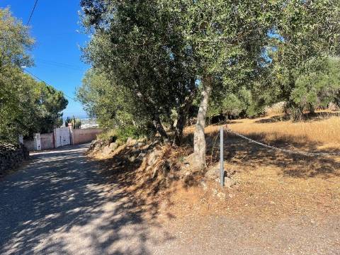 Terreno Rústico  Venda em Boliqueime,Loulé