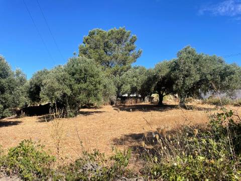 Terreno Rústico  Venda em Boliqueime,Loulé