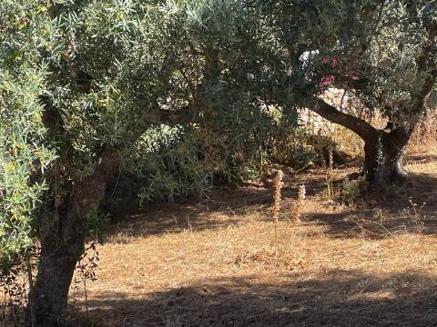 Terreno Rústico  Venda em Boliqueime,Loulé