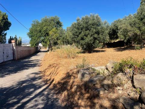 Terreno Rústico  Venda em Boliqueime,Loulé
