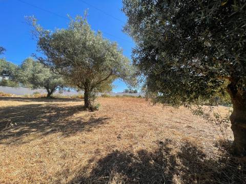 Terreno Rústico  Venda em Boliqueime,Loulé