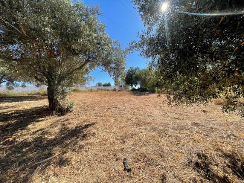 Terreno Rústico  Venda em Boliqueime,Loulé