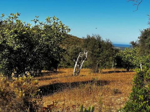 Terreno Rústico  Venda em Santa Bárbara de Nexe,Faro