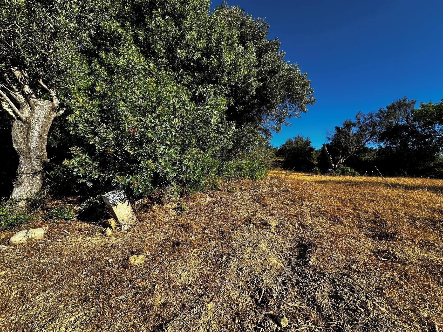 Terreno Rústico  Venda em Santa Bárbara de Nexe,Faro