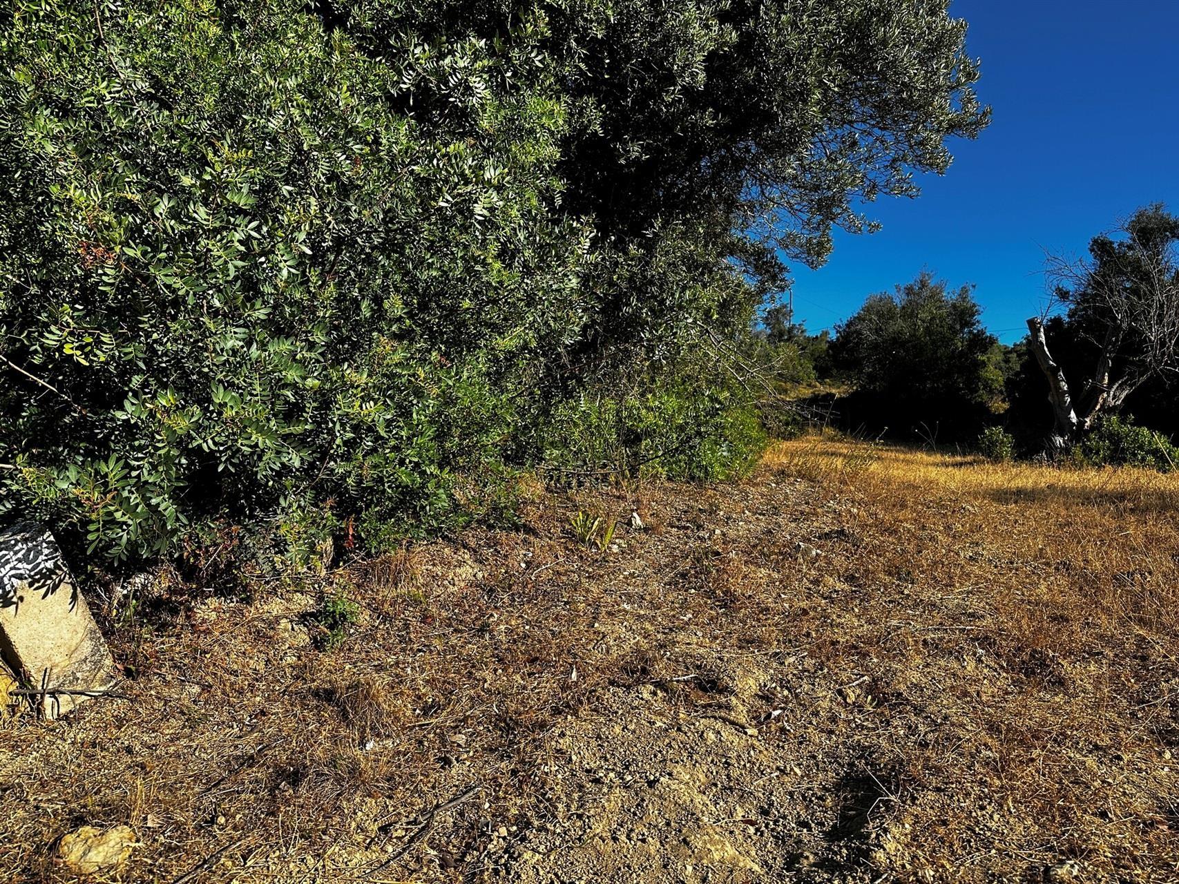 Terreno Rústico  Venda em Santa Bárbara de Nexe,Faro