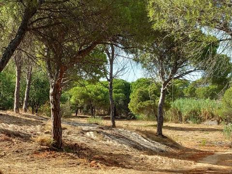 Terreno Rústico  Venda em Almancil,Loulé