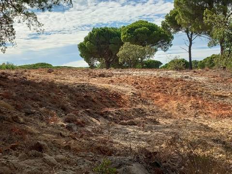 Terreno Rústico  Venda em Almancil,Loulé