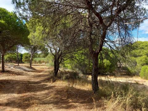 Terreno Rústico  Venda em Almancil,Loulé