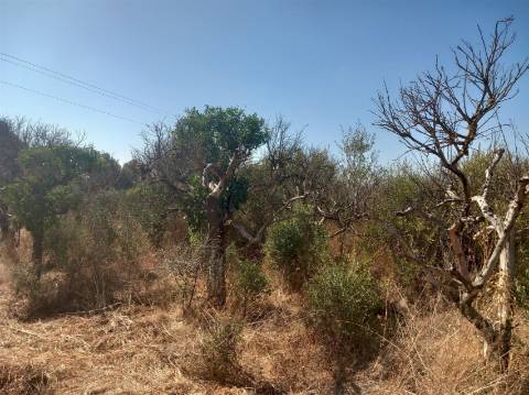 Terreno Rústico  Venda em Boliqueime,Loulé