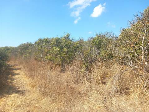 Terreno Rústico  Venda em Boliqueime,Loulé