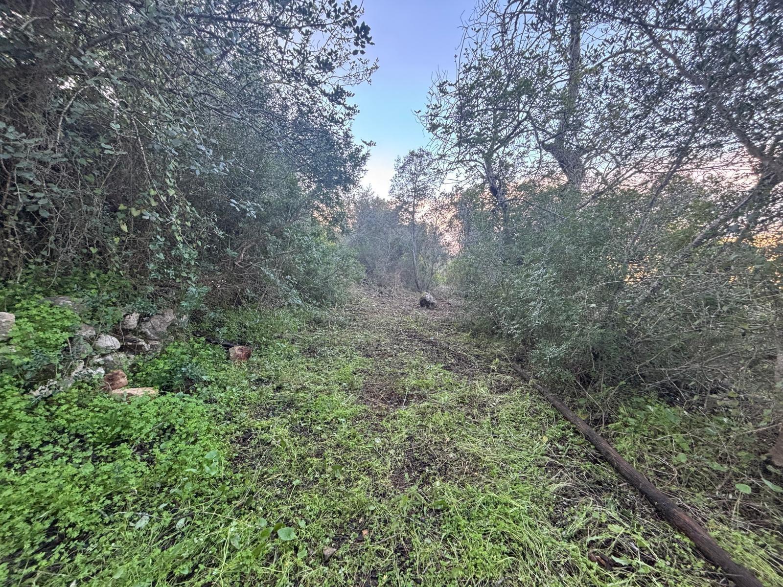 Terreno Rústico  Venda em Boliqueime,Loulé