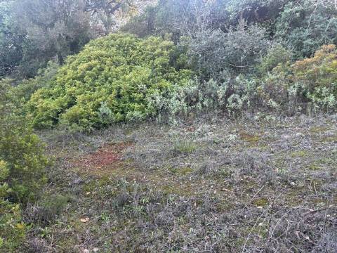 Terreno Rústico  Venda em Boliqueime,Loulé