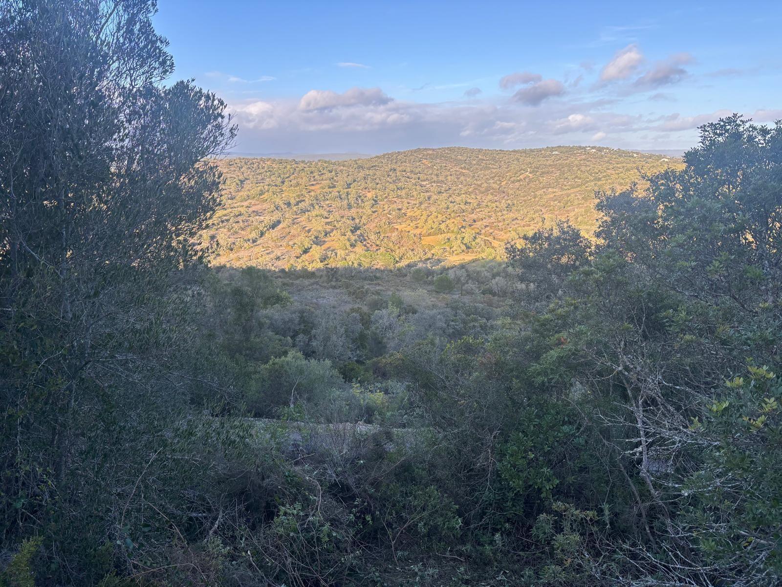 Terreno Rústico  Venda em Boliqueime,Loulé