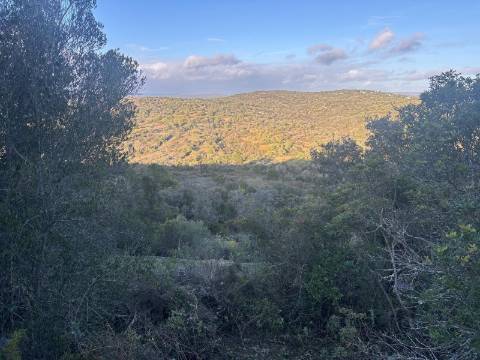 Terreno Rústico  Venda em Boliqueime,Loulé