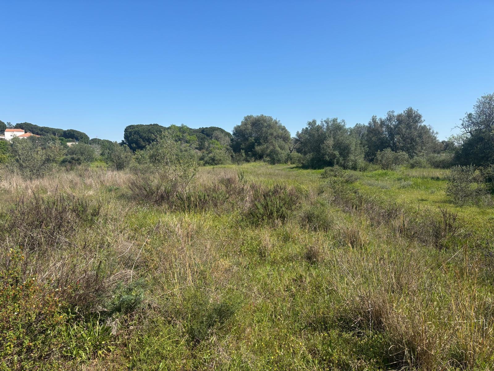 Terreno Rústico  Venda em Almancil,Loulé
