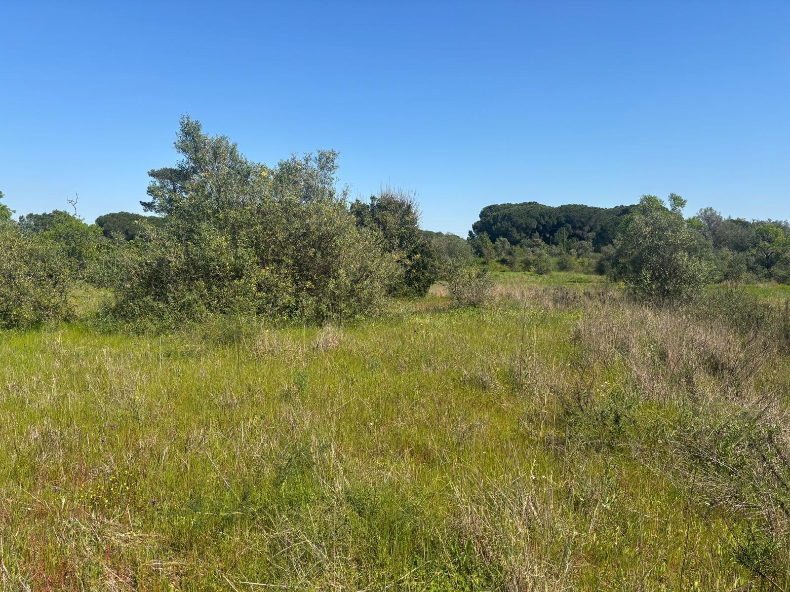 Terreno Rústico  Venda em Almancil,Loulé