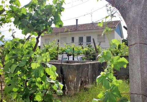 Quinta com vinha e olival.